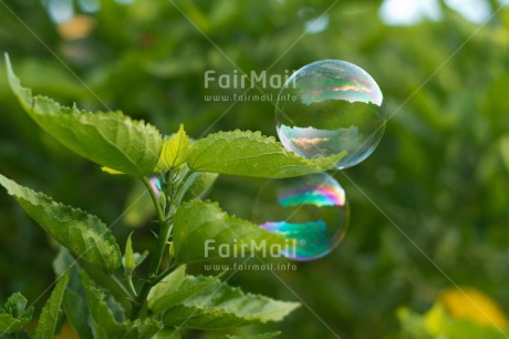 Fair Trade Photo Colour image, Dreaming, Flower, Horizontal, Nature, Peru, Soapbubble, South America, Transparency, Water