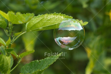 Fair Trade Photo Colour image, Dreaming, Flower, Horizontal, Nature, Peru, Soapbubble, South America, Transparency, Water