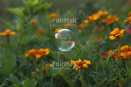 Fair Trade Photo Colour image, Dreaming, Flower, Horizontal, Nature, Peru, Soapbubble, South America, Transparency, Water