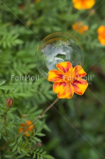 Fair Trade Photo Colour image, Dreaming, Flower, Nature, Peru, Soapbubble, South America, Transparency, Vertical, Water