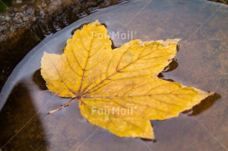 Fair Trade Photo Autumn, Colour image, Condolence-Sympathy, Horizontal, Leaf, Peru, Seasons, South America, Water