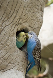 Fair Trade Photo Animals, Bird, Colour image, Nature, Parrot, Peru, South America, Tree, Vertical