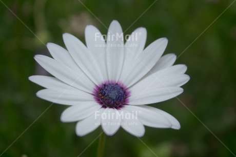 Fair Trade Photo Colour image, Flower, Horizontal, Nature, Peru, South America