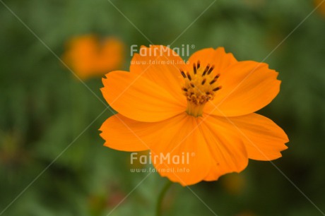 Fair Trade Photo Colour image, Flower, Horizontal, Nature, Peru, South America