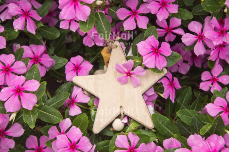 Fair Trade Photo Christmas, Closeup, Colour image, Horizontal, Peru, Shooting style, South America, Star