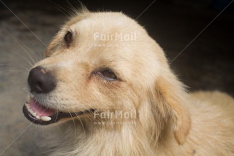 Fair Trade Photo Animals, Closeup, Colour image, Dog, Horizontal, Peru, Shooting style, South America