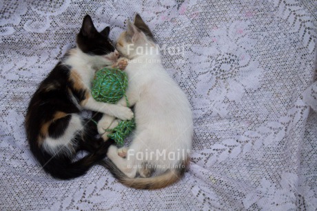 Fair Trade Photo Animals, Cat, Colour image, Cute, Friendship, Horizontal, Love, Peru, South America, Together, Wool