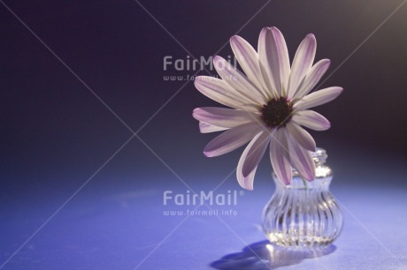 Fair Trade Photo Colour image, Condolence-Sympathy, Flower, Horizontal, Mothers day, Peru, South America