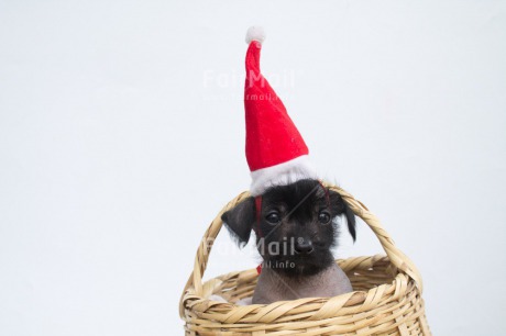 Fair Trade Photo Animals, Christmas, Colour image, Dog, Hat, Horizontal, Peru, Puppy, South America