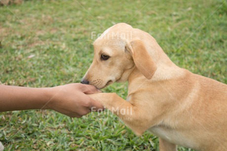 Fair Trade Photo Animals, Beach, Care, Colour image, Dog, Hand, Horizontal, Peru, South America