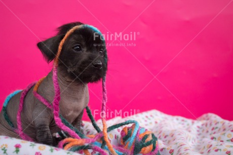 Fair Trade Photo Activity, Animals, Colour image, Dog, Horizontal, Peru, Playing, South America, Wool