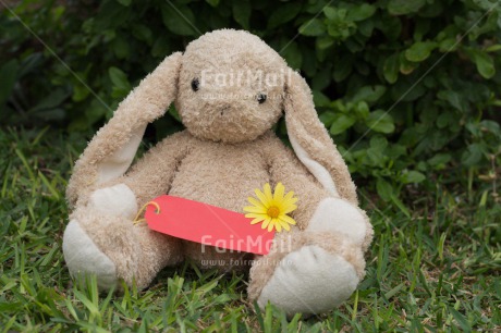 Fair Trade Photo Animals, Colour image, Cute, Flower, Friendship, Horizontal, Mothers day, Peru, Rabbit, South America, Thank you, Valentines day