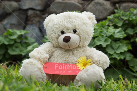 Fair Trade Photo Colour image, Cute, Flower, Friendship, Horizontal, Mothers day, Peru, South America, Teddybear, Thank you, Valentines day