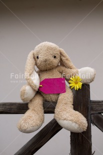 Fair Trade Photo Animals, Colour image, Cute, Flower, Mothers day, Peru, Rabbit, Sorry, South America, Thank you, Valentines day, Vertical