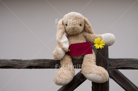 Fair Trade Photo Animals, Colour image, Cute, Flower, Horizontal, Mothers day, Peru, Rabbit, Sorry, South America, Thank you, Valentines day