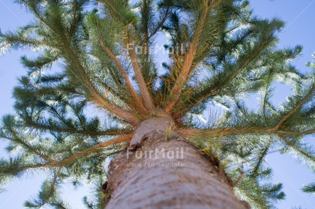 Fair Trade Photo Colour image, Horizontal, Low angle view, Nature, Peru, South America, Tree