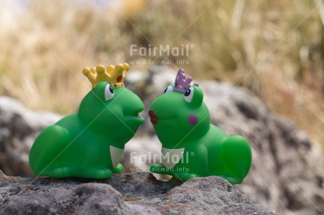 Fair Trade Photo Animals, Colour image, Frog, Funny, Horizontal, Love, Marriage, Nature, Peru, South America, Together, Wedding