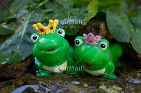 Fair Trade Photo Animals, Colour image, Frog, Funny, Horizontal, Love, Marriage, Nature, Peru, South America, Together, Wedding