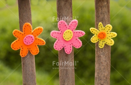 Fair Trade Photo Colour image, Flower, Horizontal, Peru, South America, Summer