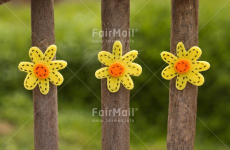 Fair Trade Photo Colour image, Flower, Horizontal, Peru, South America, Summer