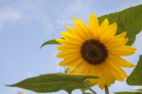 Fair Trade Photo Closeup, Colour image, Flower, Horizontal, Mothers day, Peru, Shooting style, South America, Sunflower, Yellow
