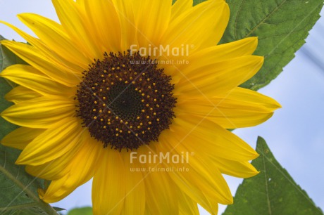 Fair Trade Photo Closeup, Colour image, Flower, Horizontal, Mothers day, Peru, Shooting style, South America, Sunflower, Yellow