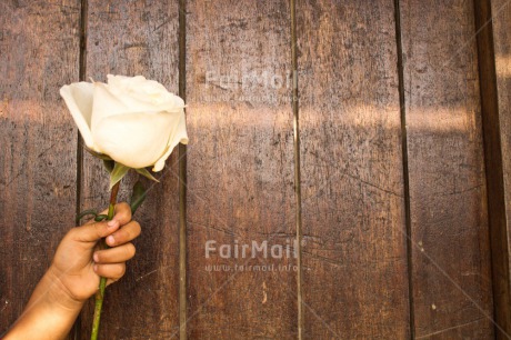Fair Trade Photo Brown, Child, Colour image, Condolence-Sympathy, Day, Door, Flower, Hand, Horizontal, Love, Mothers day, Peru, Rose, Sorry, South America, Thank you, White, Wood