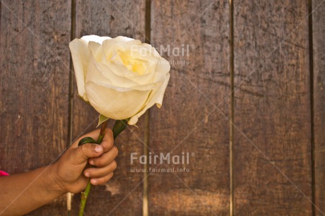 Fair Trade Photo Brown, Child, Colour image, Condolence-Sympathy, Day, Door, Flower, Hand, Horizontal, Love, Mothers day, Peru, Rose, Sorry, South America, Thank you, White, Wood