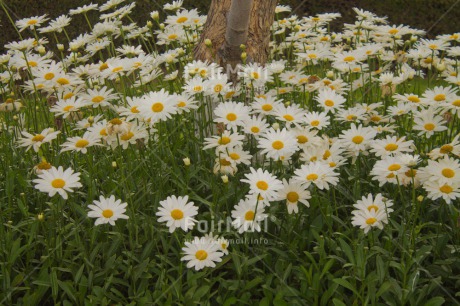 Fair Trade Photo Colour image, Daisy, Fathers day, Flower, Flowers, Garden, Grass, Green, Horizontal, Love, Mothers day, Outdoor, Peru, Sorry, South America, Thank you, Tree, Valentines day, White