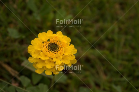 Fair Trade Photo Colour image, Flower, Grass, Green, Horizontal, Nature, Outdoor, Peru, South America, Yellow