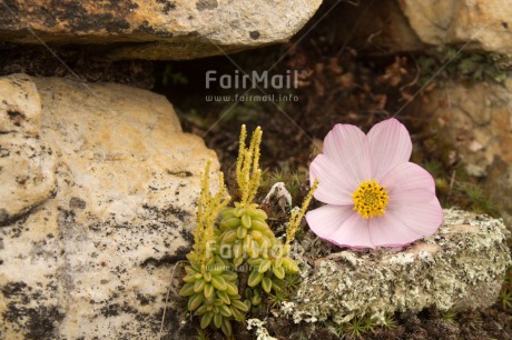 Fair Trade Photo Colour image, Flower, Horizontal, Nature, Outdoor, Peru, South America, Stone