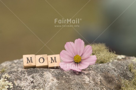 Fair Trade Photo Colour image, Flower, Horizontal, Peru, South America, Stone