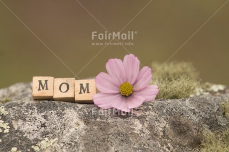 Fair Trade Photo Colour image, Flower, Horizontal, Peru, South America, Stone