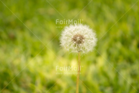 Fair Trade Photo Blow ball, Colour image, Grass, Green, Horizontal, Outdoor, Peru, Seasons, Sorry, South America, Spring, Summer, Wishing