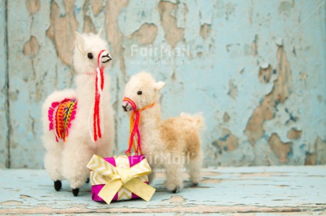 Fair Trade Photo Activity, Animals, Birthday, Celebrating, Colour image, Gift, Horizontal, Indoor, Llama, Peru, South America, Thank you