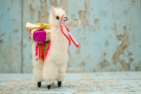 Fair Trade Photo Activity, Animals, Birthday, Celebrating, Colour image, Gift, Horizontal, Indoor, Llama, Peru, South America, Thank you