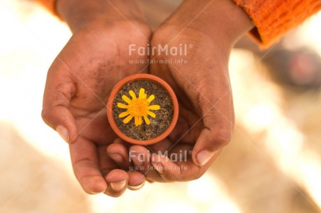 Fair Trade Photo Child, Colour image, Day, Fathers day, Flower, Friendship, Hands, Holding, Horizontal, Love, Mothers day, Nature, Outdoor, Peru, Plant, Pot, Rural, Seasons, Sorry, South America, Spring, Thank you, Yellow