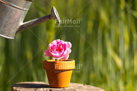 Fair Trade Photo Colour image, Day, Drop, Fathers day, Flower, Friendship, Green, Horizontal, Love, Marriage, Mothers day, Nature, Outdoor, Peru, Pink, Plant, Pot, Seasons, Sorry, South America, Spring, Thank you, Valentines day, Water, Watering can, Wedding