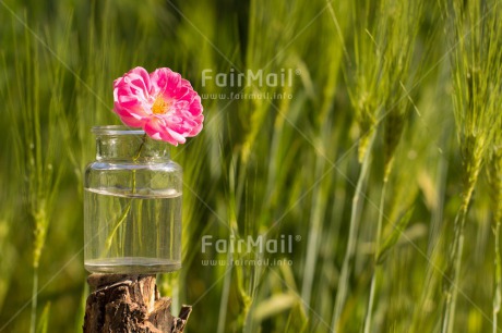 Fair Trade Photo Colour image, Day, Fathers day, Flower, Friendship, Glass, Green, Horizontal, Love, Marriage, Mothers day, Nature, Outdoor, Peru, Pink, Plant, Seasons, Sorry, South America, Spring, Thank you, Valentines day, Wedding