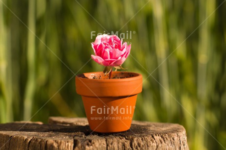 Fair Trade Photo Colour image, Day, Fathers day, Flower, Friendship, Green, Horizontal, Love, Marriage, Mothers day, Nature, Outdoor, Peru, Pink, Plant, Pot, Seasons, Sorry, South America, Spring, Thank you, Valentines day, Wedding