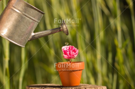 Fair Trade Photo Colour image, Day, Drop, Fathers day, Flower, Friendship, Green, Horizontal, Love, Marriage, Mothers day, Nature, Outdoor, Peru, Pink, Plant, Pot, Seasons, Sorry, South America, Spring, Thank you, Valentines day, Water, Watering can, Wedding