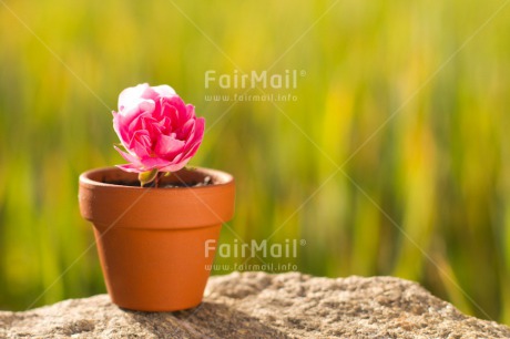 Fair Trade Photo Colour image, Day, Fathers day, Flower, Friendship, Green, Horizontal, Love, Marriage, Mothers day, Nature, Outdoor, Peru, Pink, Plant, Pot, Seasons, Sorry, South America, Spring, Thank you, Valentines day, Wedding