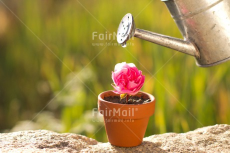 Fair Trade Photo Colour image, Day, Drop, Fathers day, Flower, Friendship, Green, Horizontal, Love, Marriage, Mothers day, Nature, Outdoor, Peru, Pink, Plant, Pot, Seasons, Sorry, South America, Spring, Thank you, Valentines day, Water, Watering can, Wedding