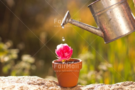 Fair Trade Photo Colour image, Day, Drop, Fathers day, Flower, Friendship, Green, Horizontal, Love, Marriage, Mothers day, Nature, Outdoor, Peru, Pink, Plant, Pot, Seasons, Sorry, South America, Spring, Thank you, Valentines day, Water, Watering can, Wedding