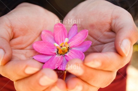 Fair Trade Photo Colour image, Condolence-Sympathy, Day, Fathers day, Flower, Hands, Holding, Horizontal, Love, Mothers day, Nature, Outdoor, Peru, Pink, Sorry, South America, Thank you, Valentines day