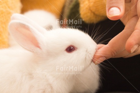 Fair Trade Photo Activity, Animals, Colour image, Easter, Feeding, Hand, Horizontal, Peru, Rabbit, South America, White