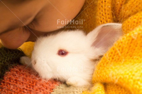 Fair Trade Photo Activity, Animals, Brother, Colour image, Easter, Friendship, Horizontal, Hug, Hugging, Love, Peru, Rabbit, Sister, South America, White