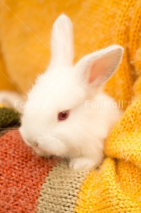 Fair Trade Photo Activity, Animals, Brother, Colour image, Easter, Friendship, Hug, Hugging, Love, Peru, Rabbit, Sister, South America, Vertical, White