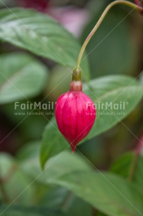 Fair Trade Photo Colour image, Condolence-Sympathy, Drop, Flower, Grass, Green, Love, Nature, Outdoor, Peru, Rain, Red, South America