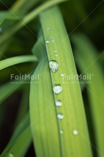 Fair Trade Photo Colour image, Condolence-Sympathy, Drop, Grass, Green, Nature, Outdoor, Peru, Rain, South America